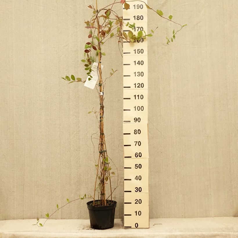 Exemplar von Lonicera heckrottii - Feuer-Geißblatt Topf mit 3L/4L wie im Sommer geliefert