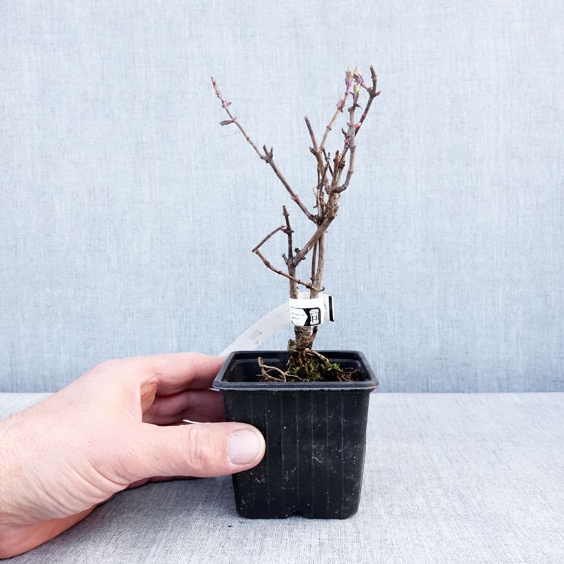 Exemplar von Chèvrefeuille nain - Lonicera periclymenum Chic et Choc Godet de 8/9 cm wie im Winter geliefert