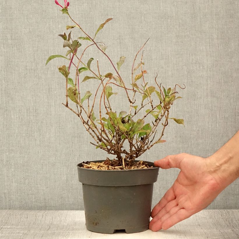 Exemplar von Lonicera periclymenum Chic et Choc - Wald-Geißschlinge Topf mit 2L/3L wie im Sommer geliefert