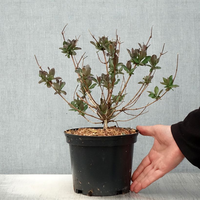 Example of Lonicera periclymenum Chic et Choc - Wald-Geißschlinge Topf mit 2L/3L as you get in printemps