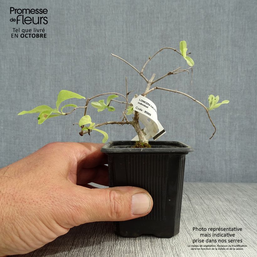 Exemplar von Lonicera Harlequin - Wald-Geißschlinge Kleine Töpfe von 8/9 cm wie im Herbst geliefert