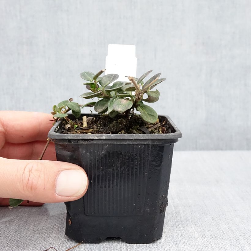 Exemplar von Lonicera crassifolia - Kriechende Heckenkirsche Kleine Töpfe von 8/9 cm wie im Frühjahr geliefert