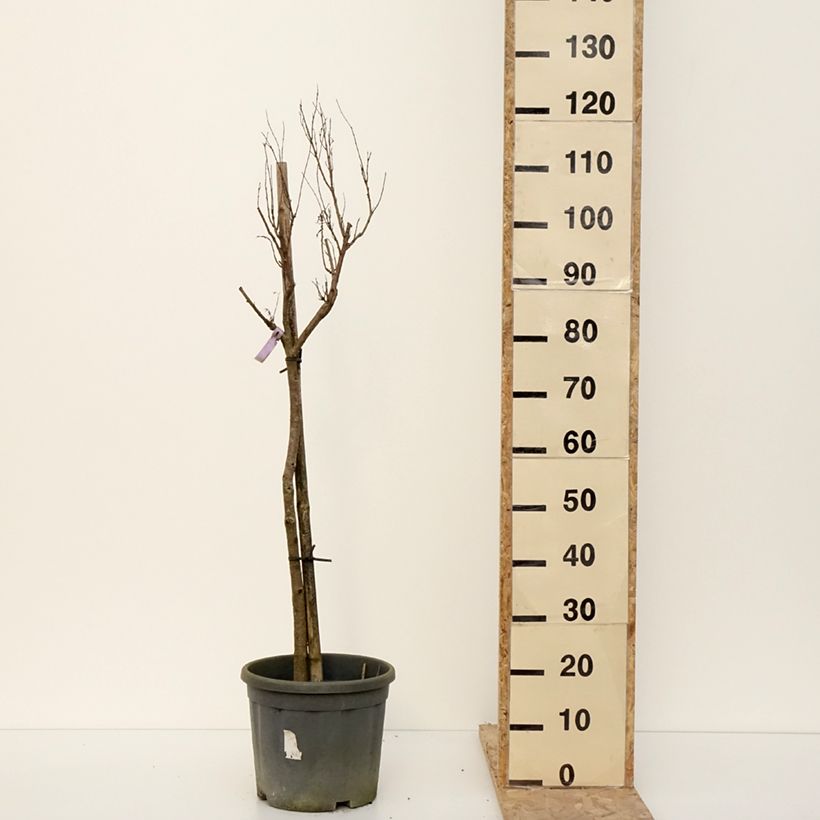 Exemplar von Chilopsis linearis - Saule du désert Pot de 12L/15L, Demi-tige wie im Winter geliefert