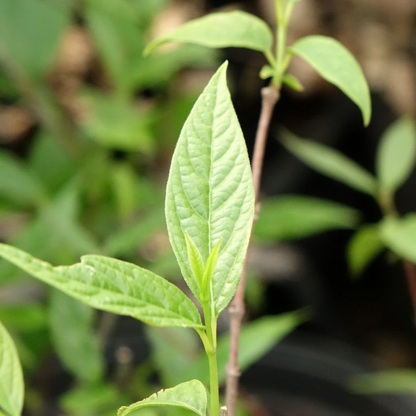 Chimonanthus praecox - Winterblume (Laub)