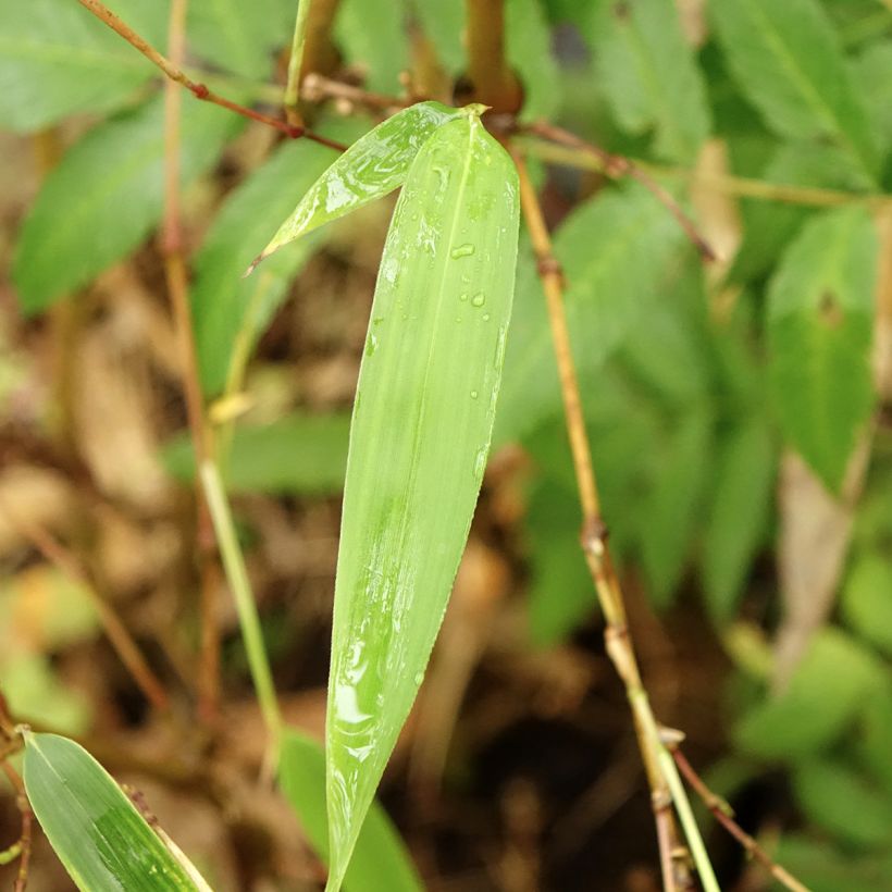 Chimonobambusa tumidissinoda Macrophylla - Bambus (Laub)