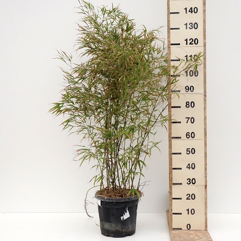 Exemplar von Chimonobambusa tumidissinoda Microphylla - Bambou moyen Pot de 12L/15L wie im Winter geliefert