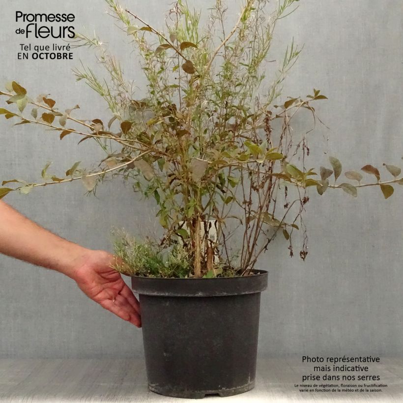 Exemplar von Chionanthus retusus - Chinesischer Schneeflockenstrauch Topf mit 7,5L/10L wie im Herbst geliefert