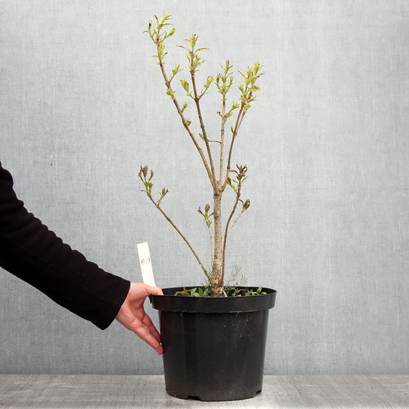 Exemplar von Chionanthus virginicus - Virginischer Schneeflockenstrauch Topf mit 4L/5L wie im Frühjahr geliefert