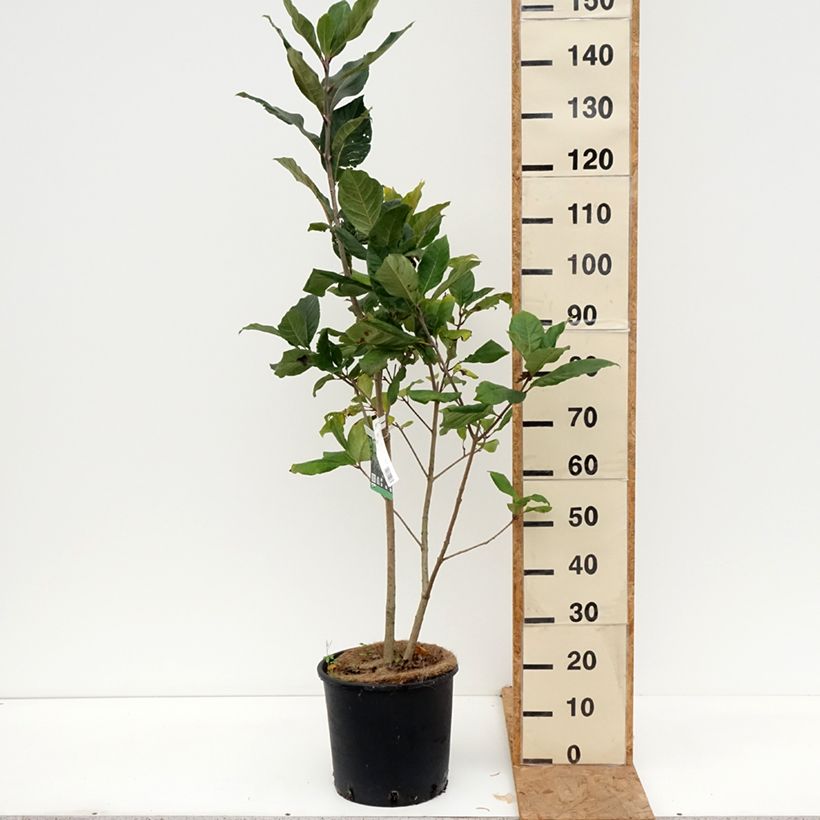 Exemplar von Chionanthus virginicus - Virginischer Schneeflockenstrauch Topf mit 12L/15L wie im Herbst geliefert