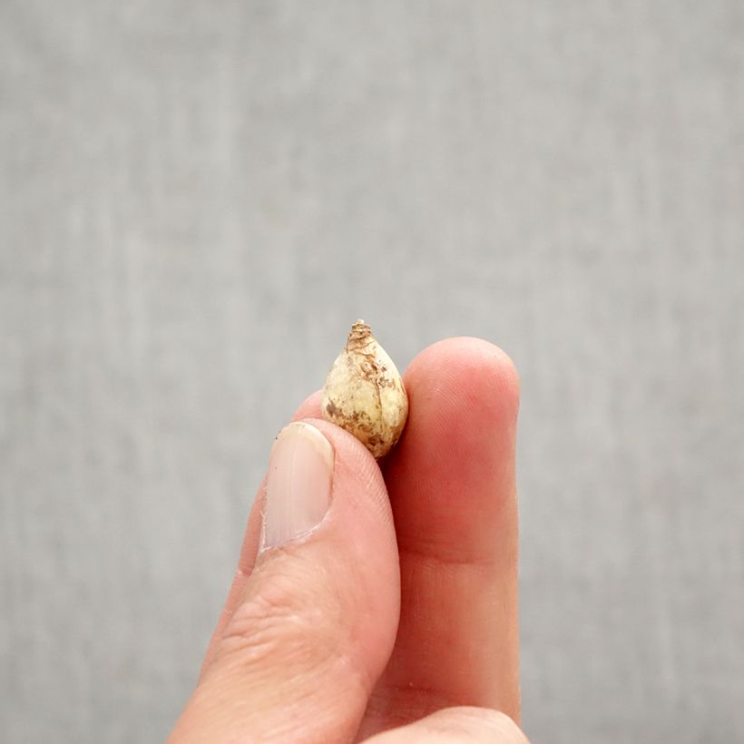 Exemplar von Chionodoxa forbesii Blue Giant - Schneestolz Zwiebel Kaliber/Größe 5+ wie im Frühjahr geliefert