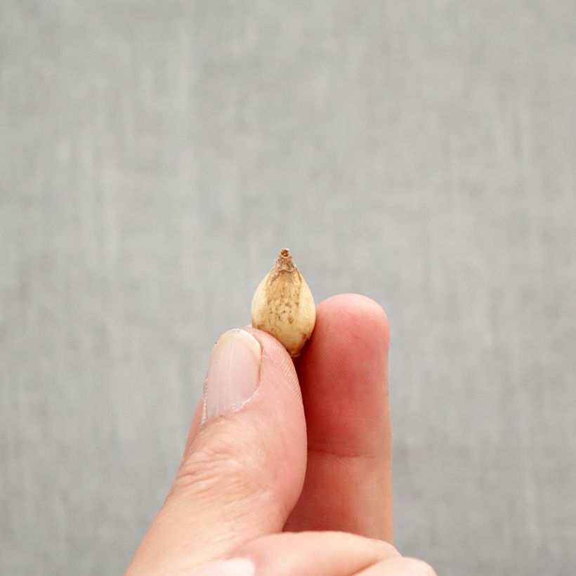 Example of Chionodoxa forbesii - Schneestolz Zwiebel Kaliber/Größe 5+ as you get in printemps