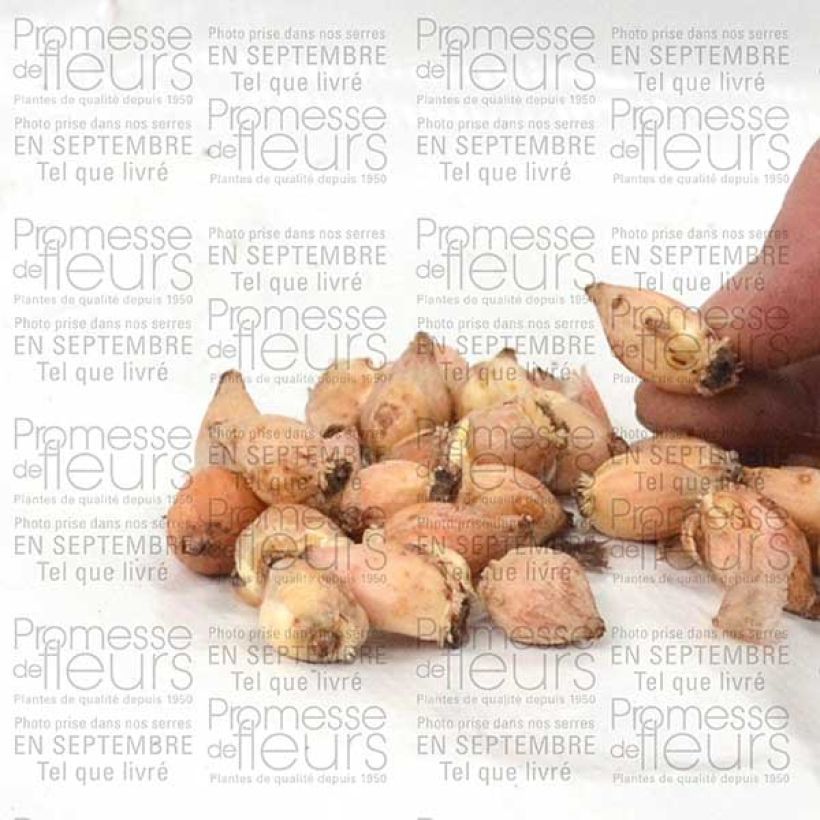 Beispiel eines Exemplars von Chionodoxa luciliae Alba Bulbe calibre 5+ wie geliefert