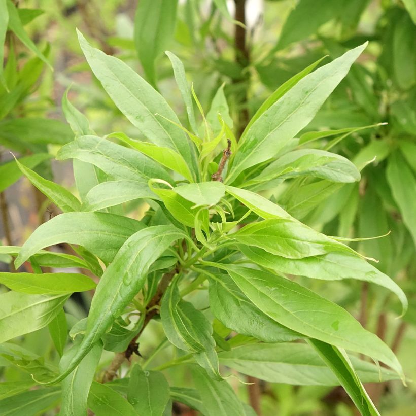 Chitalpa tashkentensis Pink Dawn - Baumoleander (Laub)