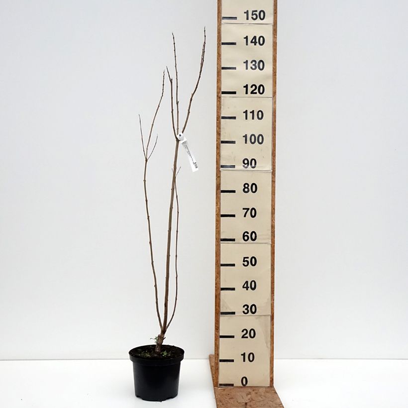 Exemplar von Chitalpa tashkentensis Pink Dawn - Baumoleander Topf mit 4L/5L wie im Winter geliefert