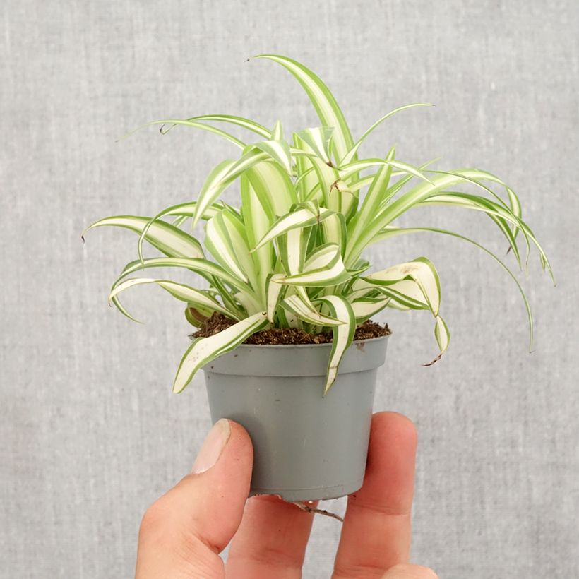 Exemplar von Chlorophytum Variegatum - Grünlilie Mini-Pflanze wie im Frühjahr geliefert