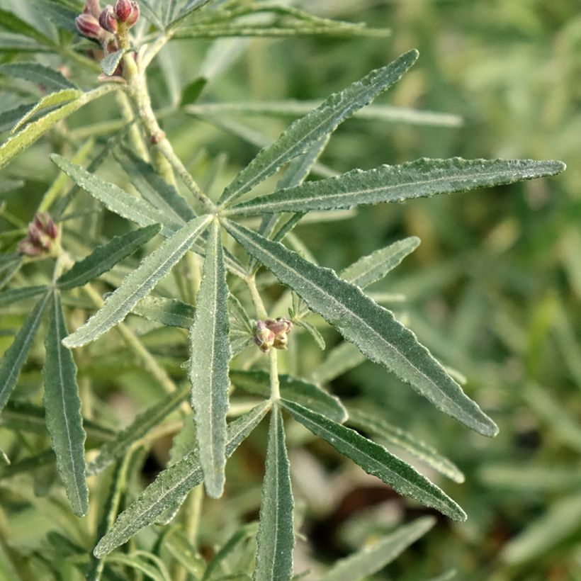 Orangenblume Little Bee - Choisya ternata (Laub)