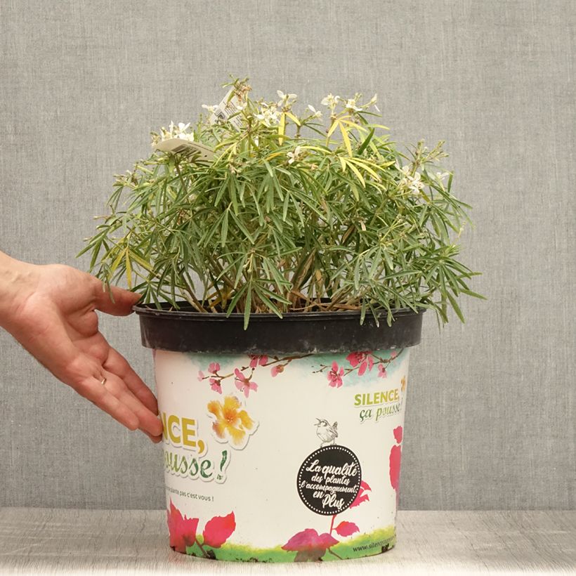 Exemplar von Orangenblume Little Bee - Choisya ternata Topf mit 3L/4L wie im Sommer geliefert