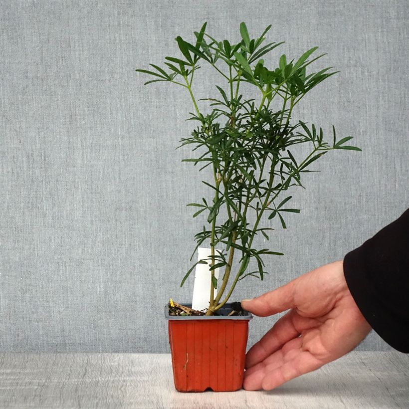 Example of Orangenblume Scented Gem - Choisya ternata Kleine Töpfe von 8/9 cm as you get in printemps