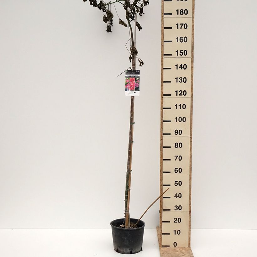 Exemplar von Chorisia ou Ceiba speciosa - Faux Kapokier, Arbre bouteille Pot de 7,5L/10L wie im Winter geliefert