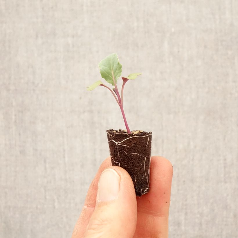 Exemplar von Blumenkohl Freedom F1 Mini-Plug Ø 3/4 cm wie im Frühjahr geliefert