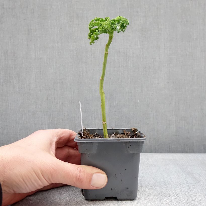 Exemplar von Chou frisé Winterbor en plant - Chou kale Kleine Töpfe von 8/9 cm wie im Winter geliefert