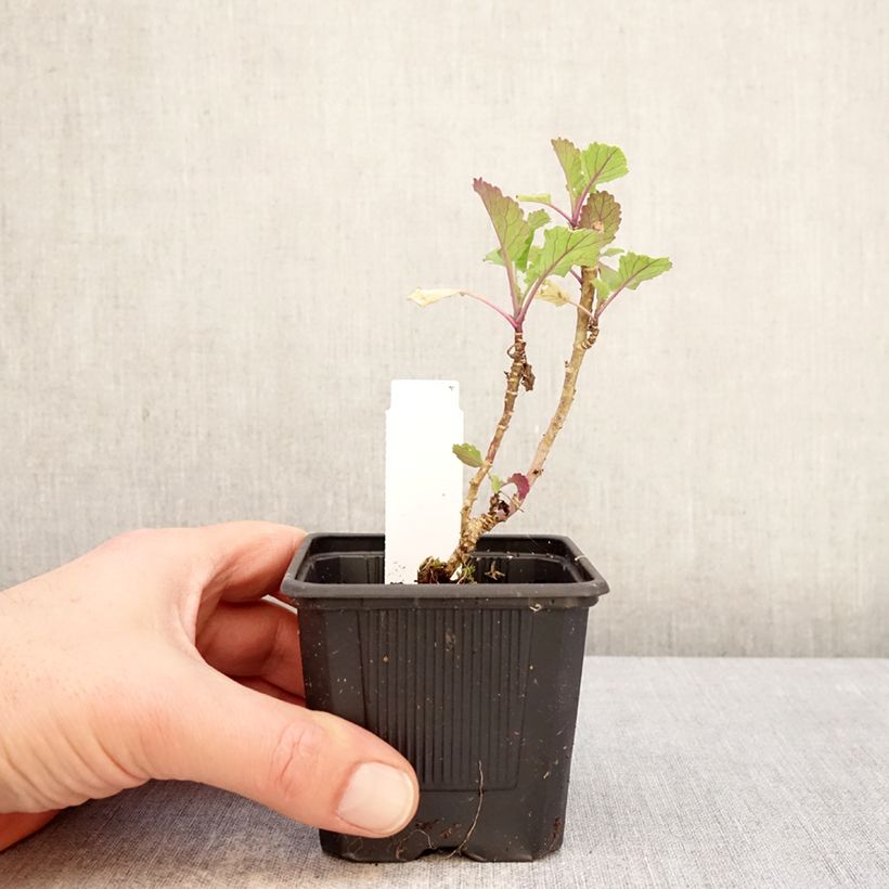Exemplar von Chou perpétuel Daubenton's Green en plant - Brassica oleracea ramosa Kleine Töpfe von 8/9 cm wie im Winter geliefert
