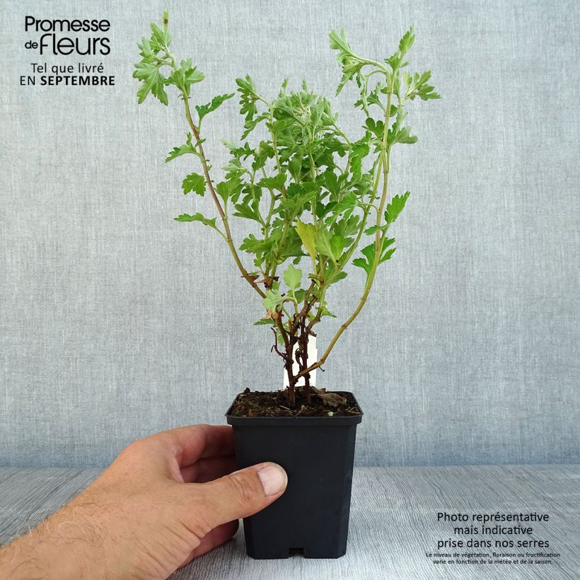 Exemplar von Chrysanthemum Anastasia - Herbst-Chrysantheme Kleine Töpfe von 8/9 cm wie im Herbst geliefert