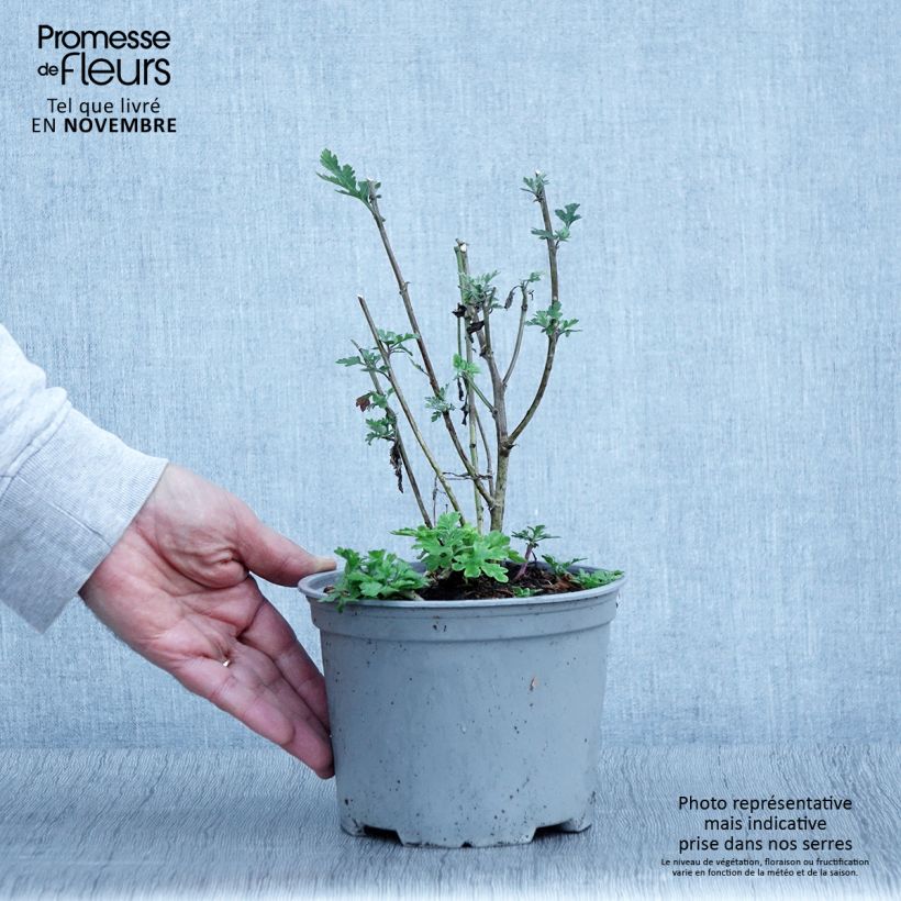 Exemplar von Chrysanthème des jardins Bienchen - Chrysanthemum indicum Pot de 2L/3L wie im Herbst geliefert