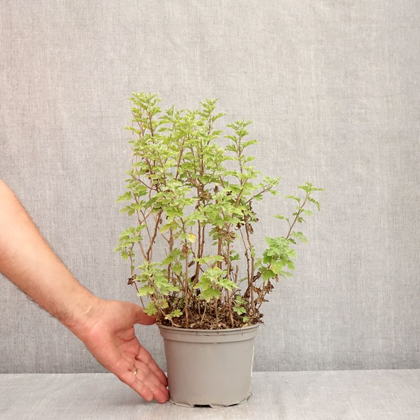 Exemplar von Chrysanthemum Bienchen - Herbst-Chrysantheme Topf mit 2L/3L wie im Sommer geliefert