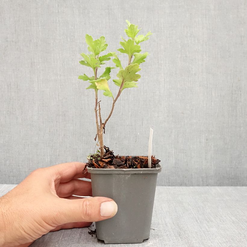 Exemplar von Chrysanthemum indicum Cedie Mason - Chrysantheme Kleine Töpfe von 8/9 cm wie im Sommer geliefert