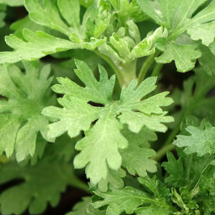 Chrysanthemum indicum Cedie Mason - Chrysantheme (Foliage)