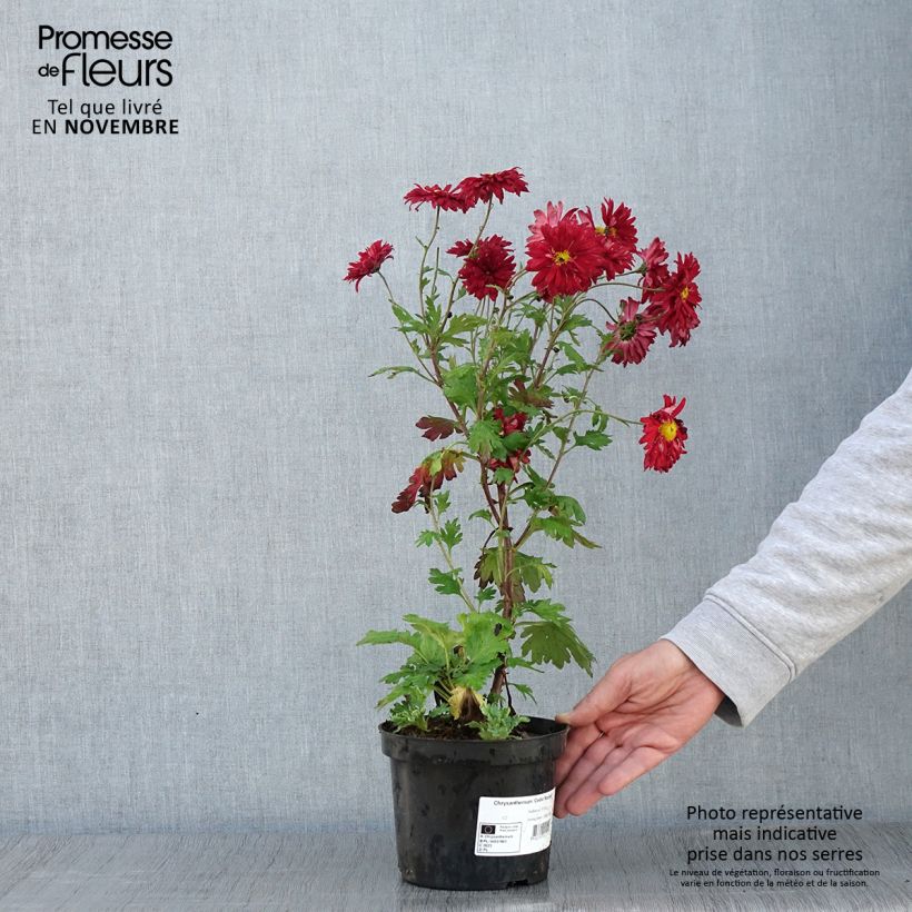 Exemplar von Chrysanthème des jardins Cedie Mason - Chrysanthemum (x) indicum Pot de 2L/3L wie im Herbst geliefert