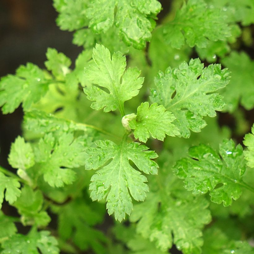 Chrysanthemum Cottage Apricot - Herbst-Chrysantheme (Laub)