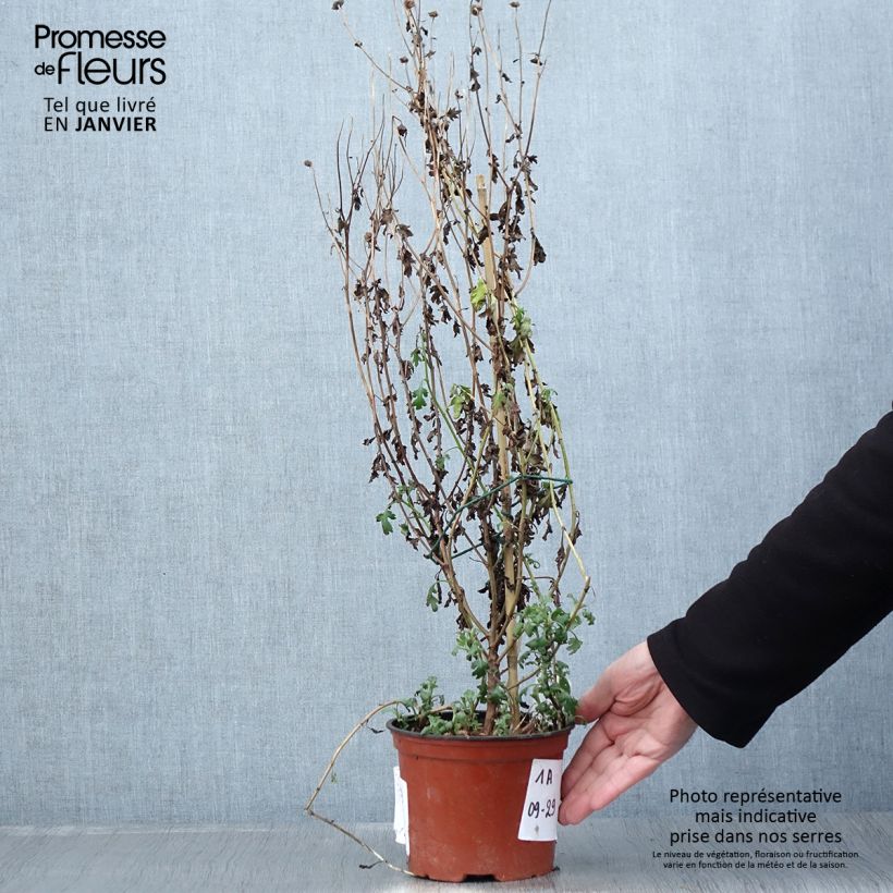 Exemplar von Chrysanthème des jardins Cottage Apricot - Chrysanthemum indicum Pot de 2L/3L wie im Winter geliefert