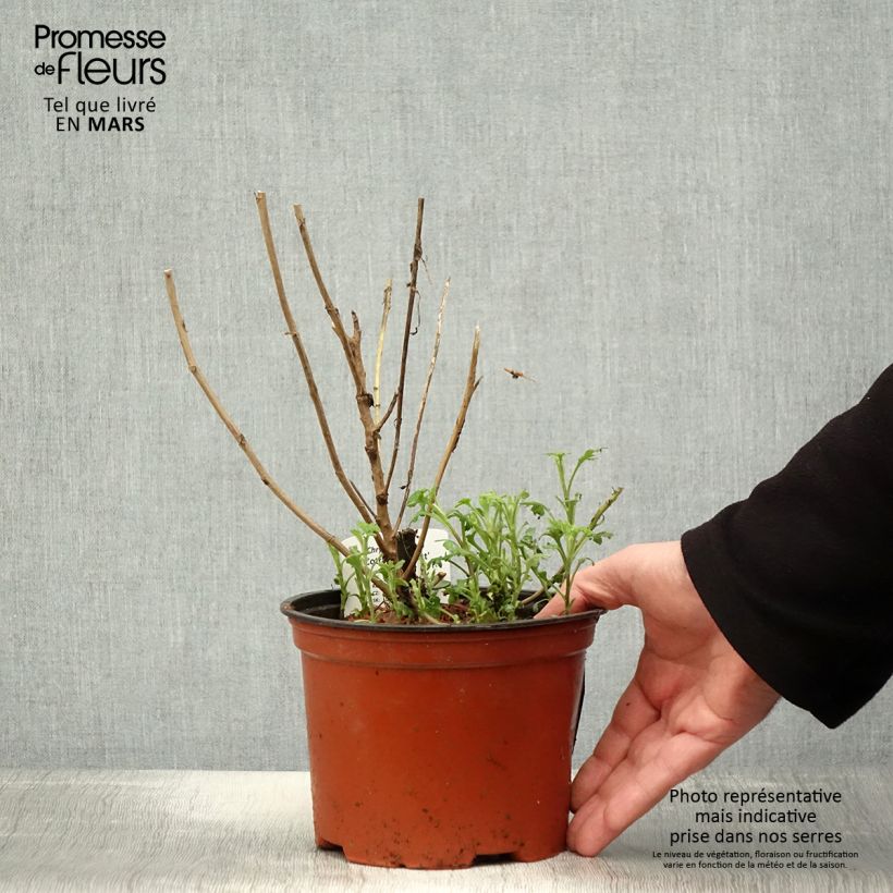 Exemplar von Chrysanthemum Cottage Apricot - Herbst-Chrysantheme Topf mit 2L/3L wie im Frühjahr geliefert