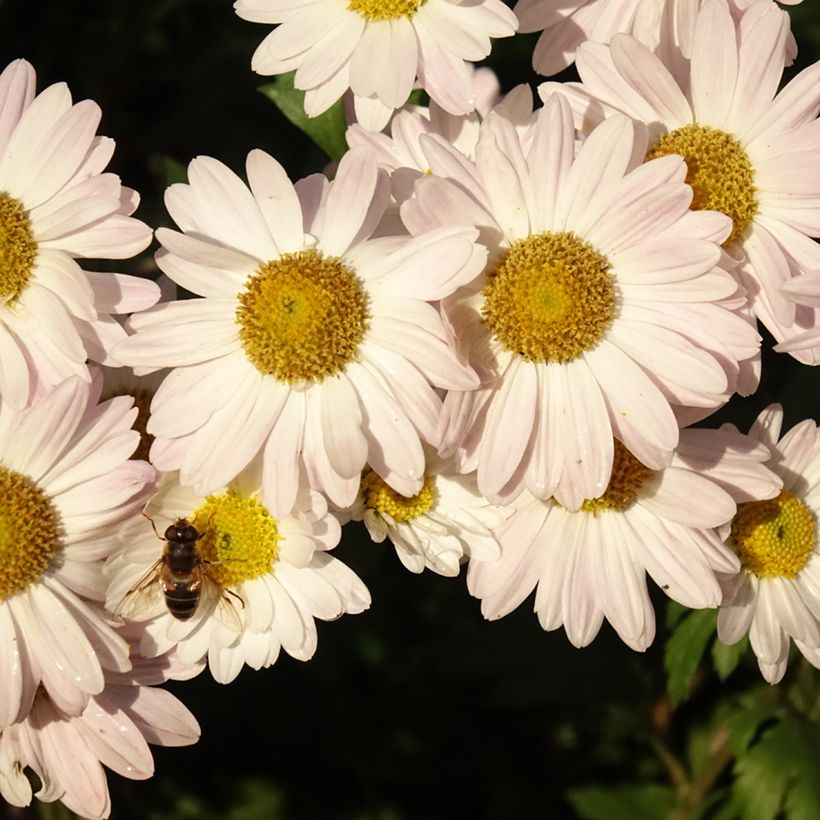 Chrysanthemum koreanum Hebe - Chrysantheme (Blüte)