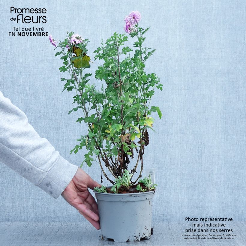 Exemplar von Chrysanthème des jardins Mei Kyo - Chrysanthemum indicum Pot de 2L/3L wie im Herbst geliefert