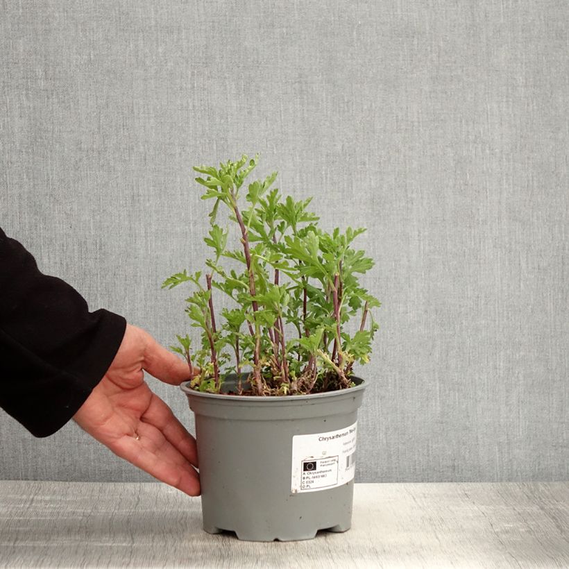 Example of Chrysanthemum Mei Kyo - Herbst-Chrysantheme Topf mit 2L/3L as you get in printemps