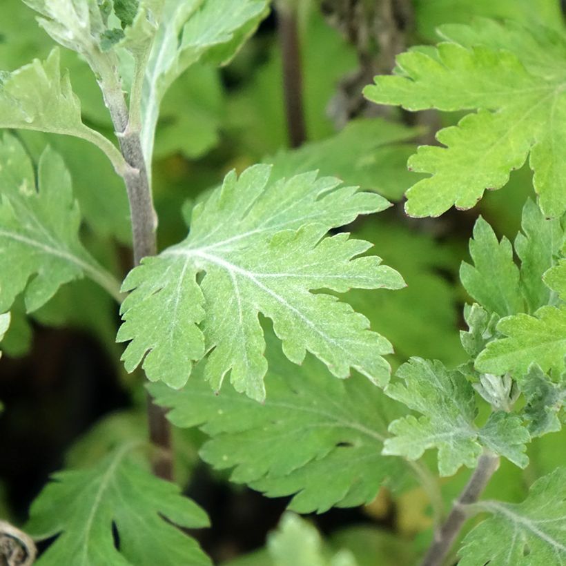 Chrysanthemum Oury - Herbst-Chrysantheme (Foliage)