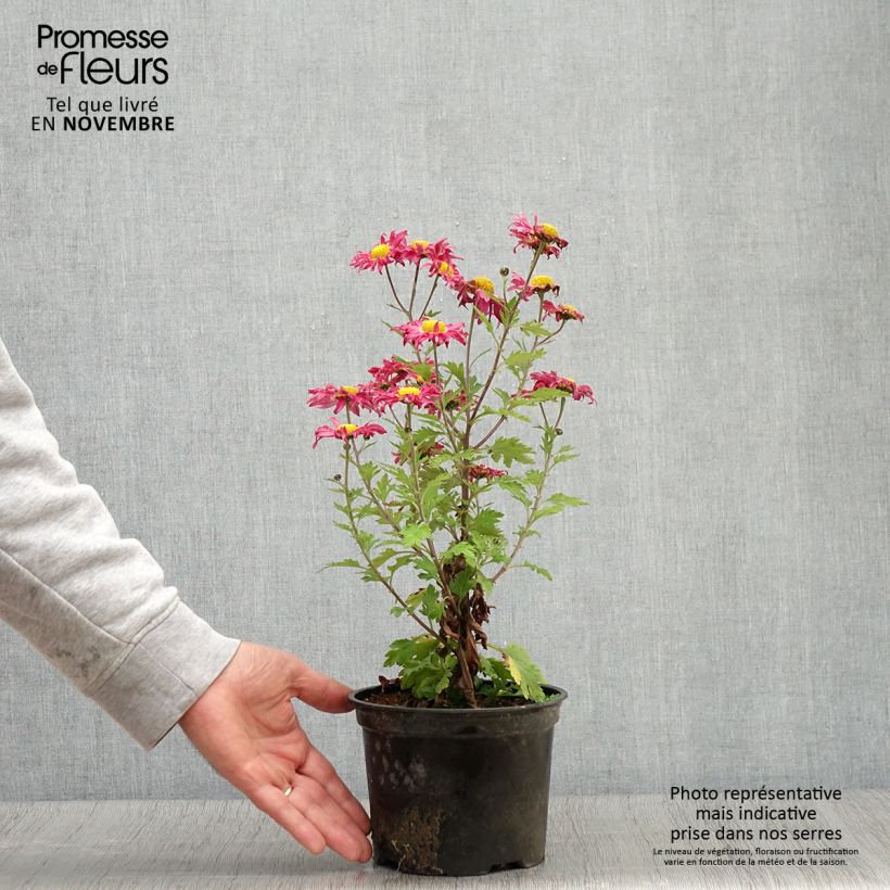 Exemplar von Chrysanthème des jardins Oury - Chrysanthemum indicum Pot de 2L/3L wie im Herbst geliefert