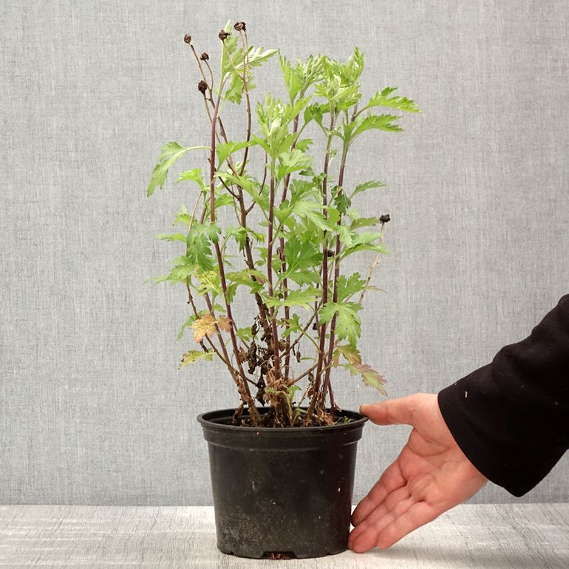 Example of Chrysanthemum Oury - Herbst-Chrysantheme Topf mit 2L/3L as you get in printemps