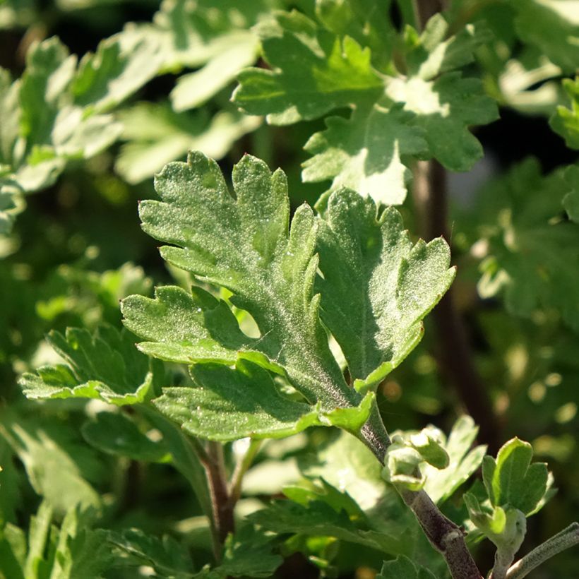 Chrysanthemum Rehauge - Herbst-Chrysantheme (Laub)
