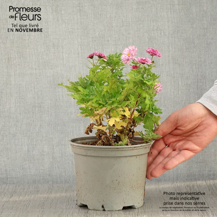 Exemplar von Chrysanthème des jardins Rehauge - Chrysanthemum indicum Pot de 2L/3L wie im Herbst geliefert
