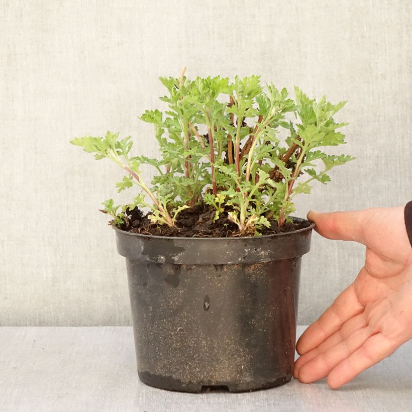 Exemplar von Chrysanthemum Rotes Julchen - Herbst-Chrysantheme Topf mit 2L/3L wie im Frühjahr geliefert