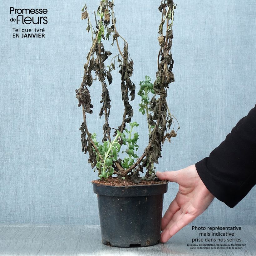 Exemplar von Chrysanthème indicum Poésie - Marguerite d'automne Pot de 2L/3L wie im Winter geliefert