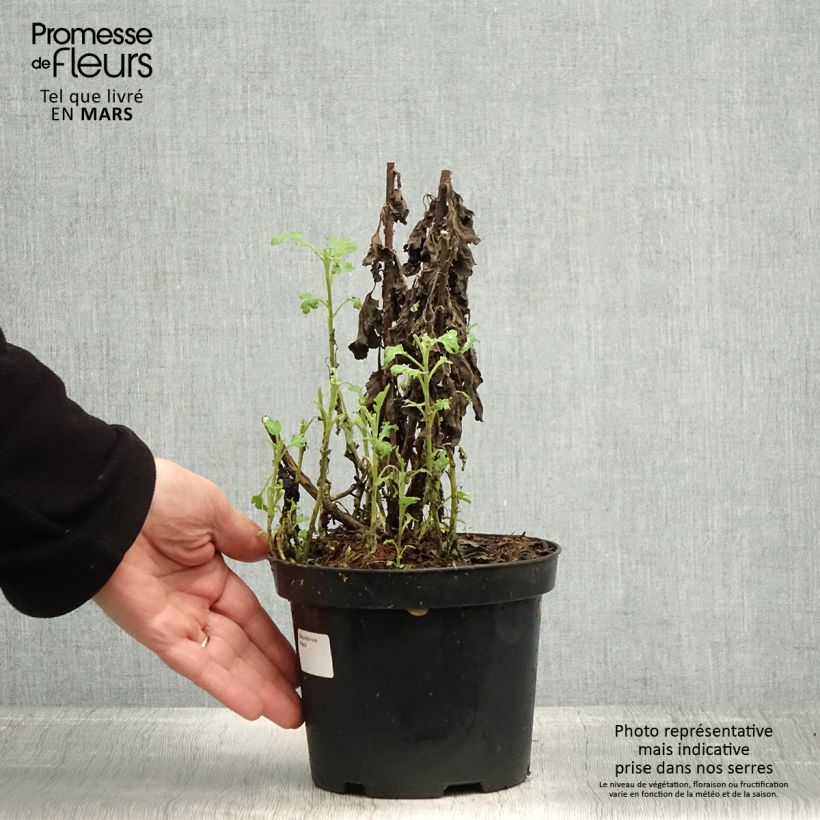 Example of Chrysanthemum indicum Poesie - Chrysantheme Topf mit 2L/3L as you get in printemps