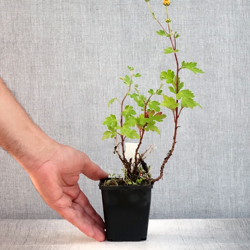 Exemplar von Chrysanthemum rubellum Dernier Soleil - Herbst-Chrysantheme Kleine Töpfe von 8/9 cm wie im Sommer geliefert