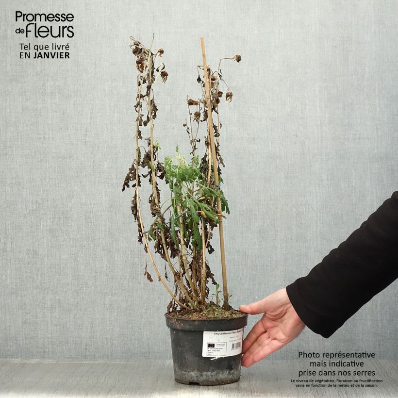 Exemplar von Chrysanthème rubellum Mary Stoker - Marguerite d'automne Pot de 2L/3L wie im Winter geliefert