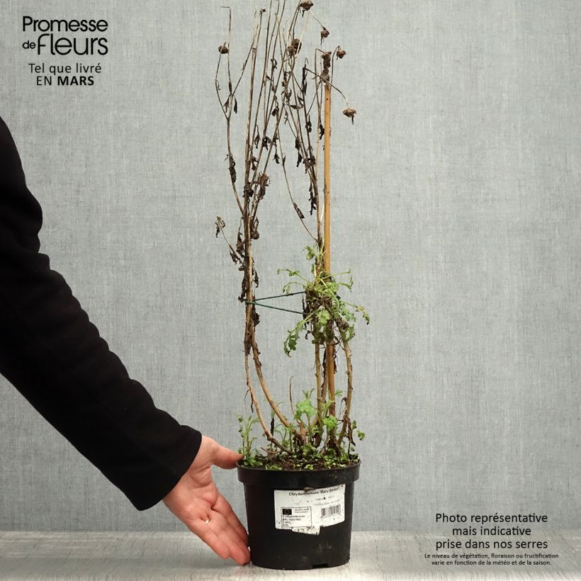 Example of Chrysanthemum rubellum Mary Stoker - Herbst-Chrysantheme Topf mit 2L/3L as you get in printemps