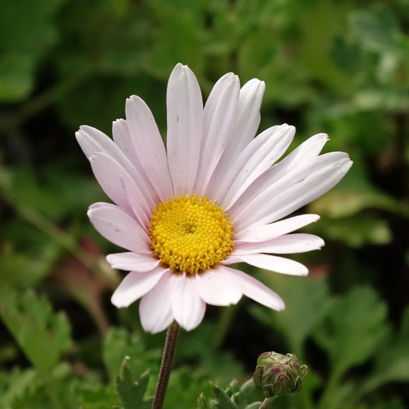 Chrysanthemum arcticum Roseum - Polar-Margerite (Blüte)